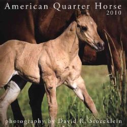 American Quarter Horse 2010 Calendar