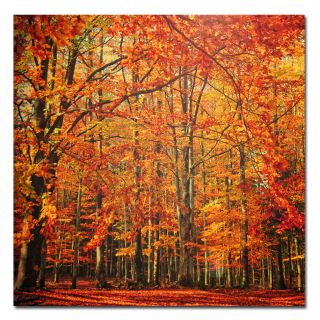 Philippe Sainte Laudy Red November Canvas Art Today: $54.99 Sale: $