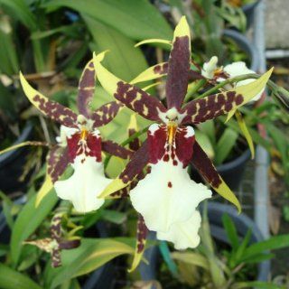 OC151 Orchid Plant Brassidium Fly Away Miami HCC/AOS 