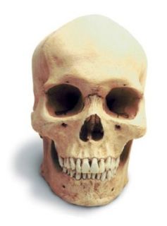 Human Male Skull W/Stand Antique Finish Toys & Games