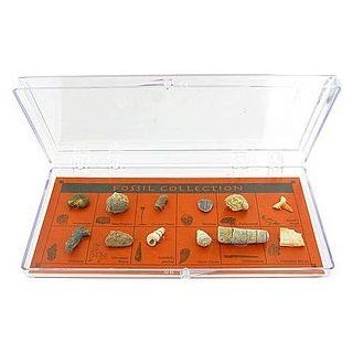Deluxe 12 Fossil Collection 