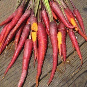 Carrot Cosmic Purple Seeds 175 Seeds Patio, Lawn & Garden